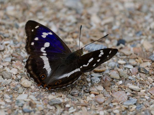 <h3><a href="/trips/braakman/biota/animalia/arthropoda/insecta/022 lepidoptera/029 nymphalidae apaturinae/apatura iris/apatura iris-nl.html">Apatura&nbsp;iris</a> / Purple&nbsp;emperor / Grote&nbsp;weerschijnvlinder</h3>OM-1 Mark II met OLYMPUS M.150-400mm F4.5, 1/2000 sec  bij F4.5, ISO 800, afstand 3.62&nbsp;m
